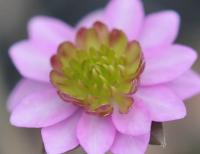 Pink flowers with green petaloid stamens